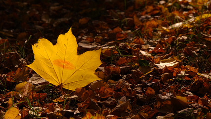 Autumn leaf with a kiss - a kiss of autumn