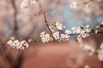 spring tree blossom. tree branch blooming