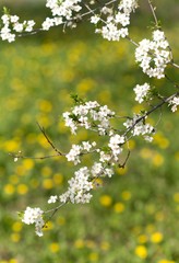 Obraz premium flowers of a tree in spring