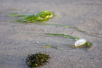Sea creatures on the shore: green algae and a silver-glitter jellyfish