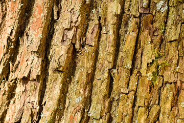 Old and weathered bark of tree