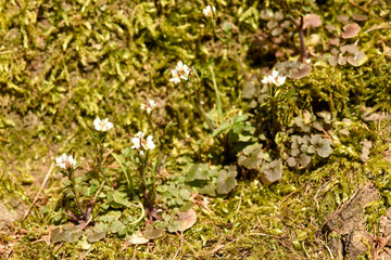 green moss and flowers on the ground
