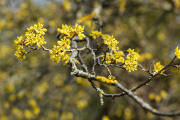 Flowering dogwood branches. Yellow flowers. Spring in Ukraine. Moss on the branches. Natural background.