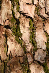 Old and weathered bark of tree