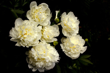 A bouquet of light yellow peonies on a dark background.Flower background.