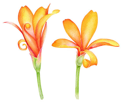 Watercolor Drawing Of Two Orange Tropical Flowers