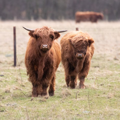 Inquisitive highland cows grazing a field