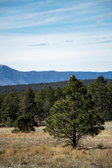 tree in the mountains