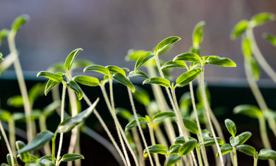 home gardening seedlings growing in a pot