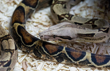 Snake in the terrarium in a zoo