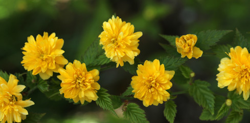 Kerrie Ranunkelstrauch Kerria 