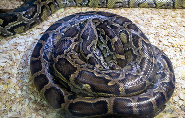 Snake in the terrarium in a zoo