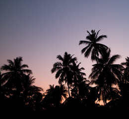 Fototapeta na wymiar Palm tree forest silhouette at sunset