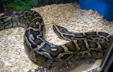 Snake in the terrarium in a zoo