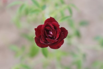 Closeup Mini Red Rose
