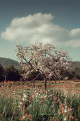 blossoming almond tree under a fluffy clouds in the middle of spring meadow