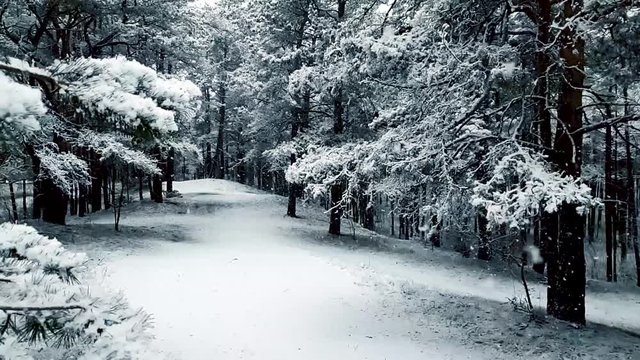 snowfall in the forest. snow falling in slow motion