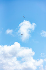 Turkey Vultures Overhead in Inverness