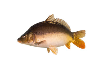 Mirror carp are a type of fish, commonly found in Europe. The name 
