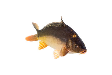 Mirror carp are a type of fish, commonly found in Europe. The name "mirror carp" originates from their scales' resemblance to mirrors.