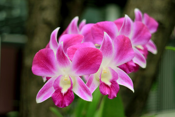 Bunch of Vivid Pink Blooming Dendrobiu Orchid with Copy Space