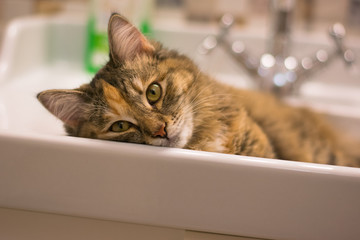 Cat sleeps in the sink