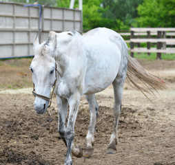 Horse on the farm