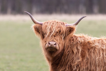 A highland cow - obrazy, fototapety, plakaty