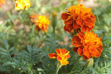 Orange Flower