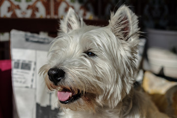 West Highland White Terrier dog sunbathing on a couch with his tongue hanging out.