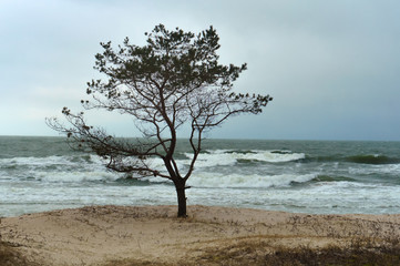 Fototapeta na wymiar Inclement weather off the coast of the Baltic sea. Lonely tree on the seashore.