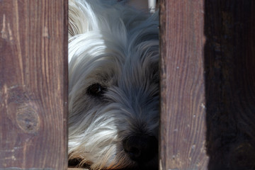 West Highland White Terrier dog posing looking at the camera behind a brown wooden fence.