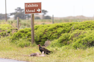 Turkey Vultures Overhead eating Roadkill