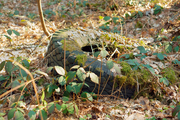 Household garbage in the woods. Car tire in the woods.