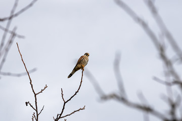 Falke auf Baum