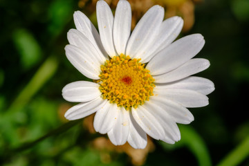 Obraz premium Macro photography of flowers. Close-up of a white daisy on a sunny day.