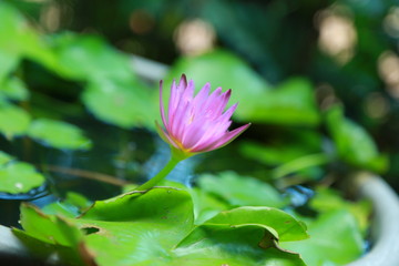 lotus in pond