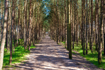 Straight path through the forest on a sunny spring day