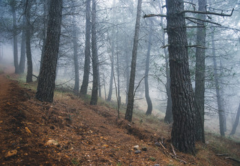morning in the misty forest