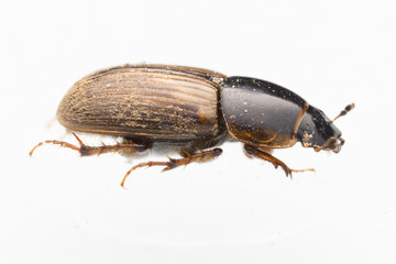 Käfer Seitenansicht