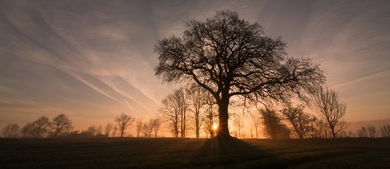 winter tree with ray of light, forest funeral, burial, obituary