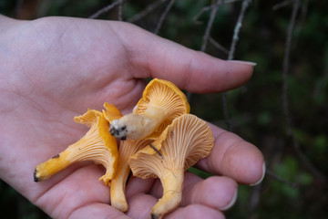 Foraging for mushrooms in the forest