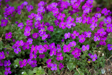 Blühendes Blaukissen Aubrieta