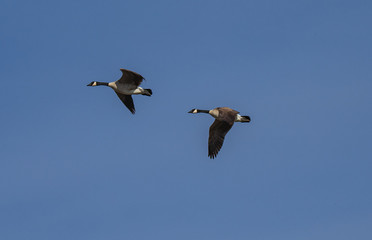 canada geese in flight
