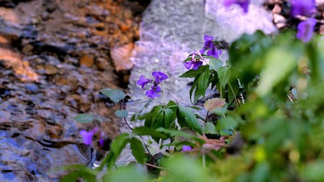 Wiosenne kwiaty Żywca gruczołowatego (Cardamine glanduligera ) nad leśnymi strugami wodnymi