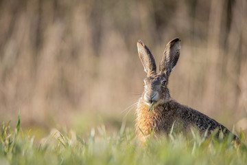 hare in grass