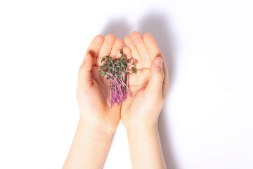 Green sprouts in the hands of a child. Taking care of nature, taking care of health.
