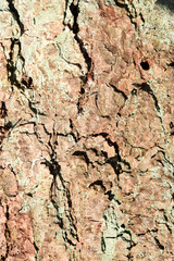 Old and weathered bark of tree