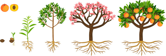Life cycle of peach tree isolated on white background. Plant growing from seed to peach tree with ripe fruits and root system