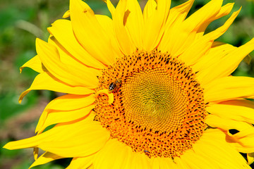 Naklejka premium Bee on a sunflower close up